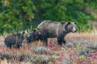 Grizzly bear sow with twin cubs during an autumn rain shower in Wyoming Art Print